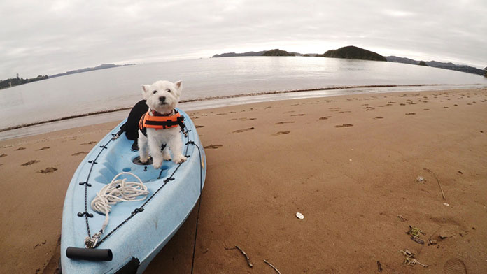 How to Choose The Best Kayak For Dogs?