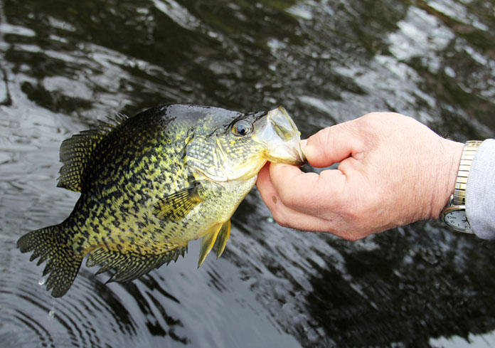 What is the Best Way to Fish Crappies during Summer Time